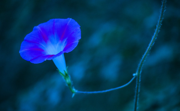 清晨的牵牛花