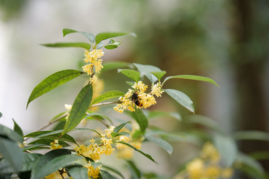 桂花