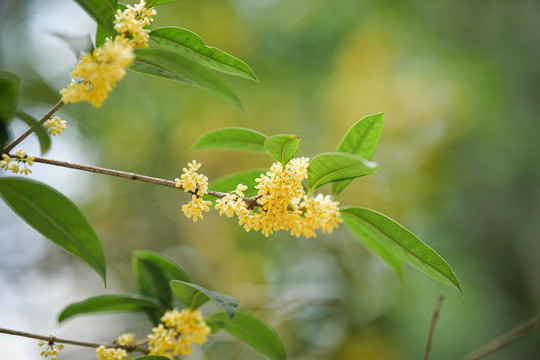 桂花