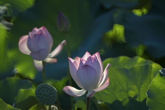 荷花