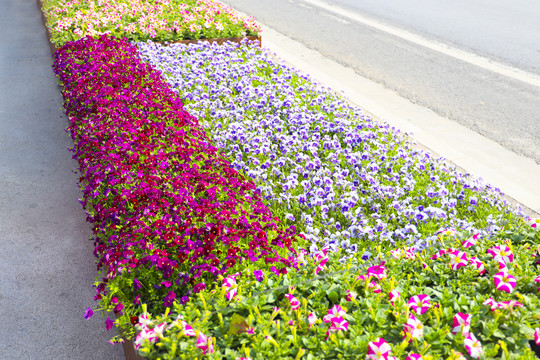 路边花圃