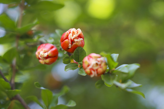 石榴花