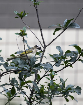 白头鹎野生鸟