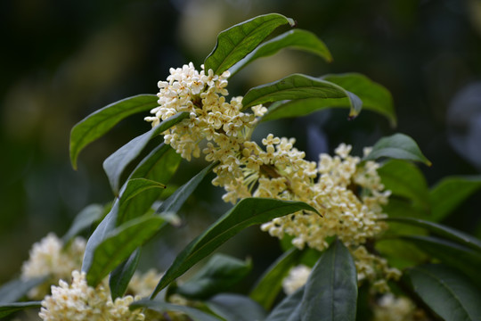 银桂开花