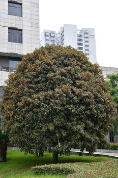 桂花树