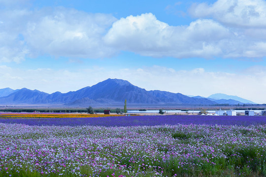 薰衣草花海