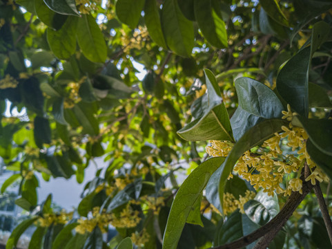 桂花特写