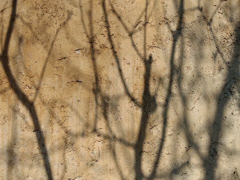 墙面树影