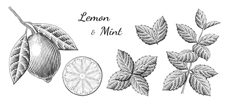 柠檬薄荷茶蚀刻版画设计元素