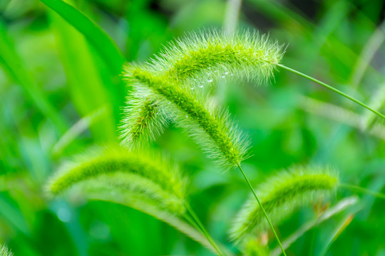 狗尾草