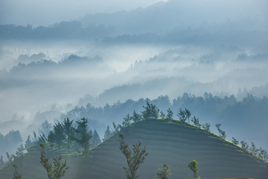 中国湖北恩施鹤峰木耳山茶园茶山