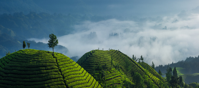 中国湖北恩施鹤峰木耳山茶园茶山