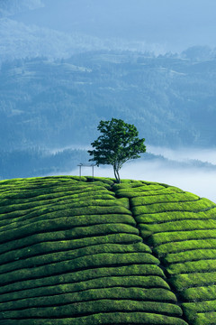 中国湖北恩施鹤峰木耳山茶园茶山