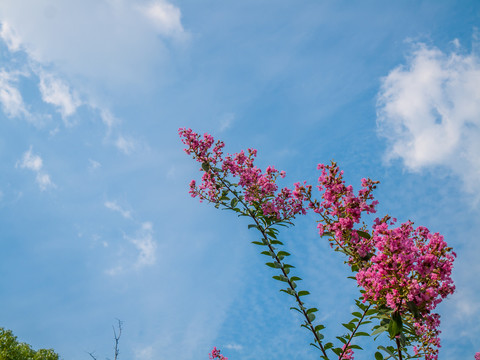 紫薇花