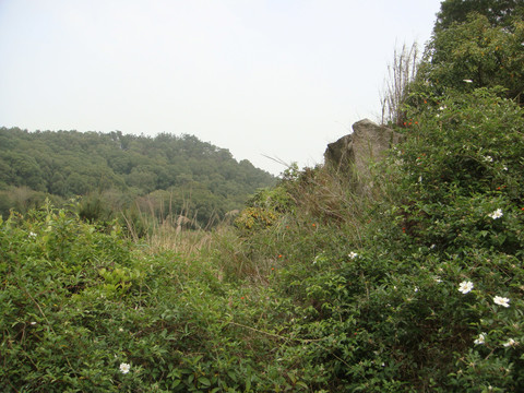 山丘树木