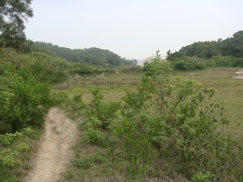 山丘树木