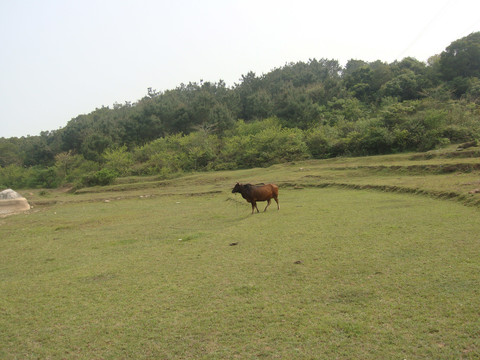 青山绿水