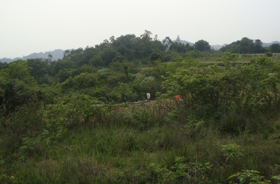沙坡杂草