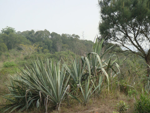 沙坡杂草