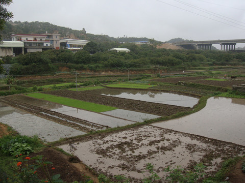 农村水田
