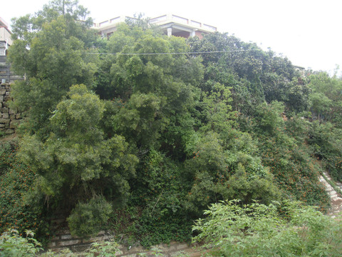 老家的风景