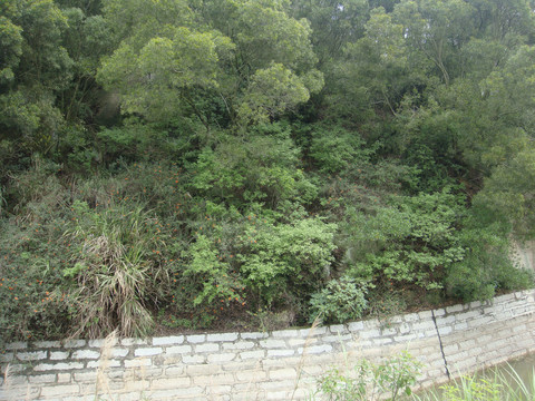 乡村土路植被