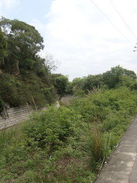 农村树林