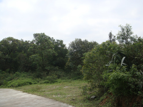 农村道路