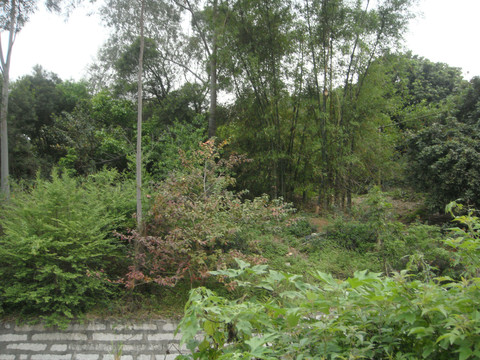 Y游览农村野外