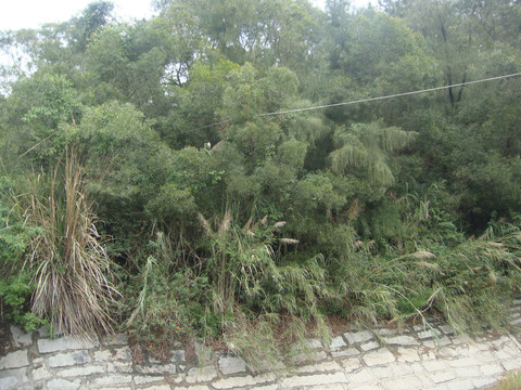 水渠岸边的植被