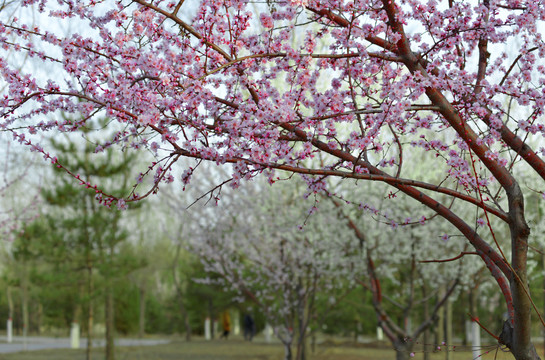 桃花