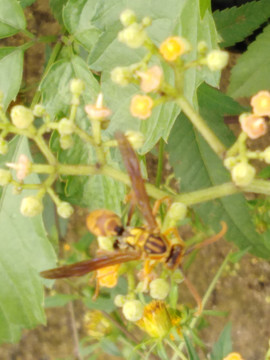 马蜂采蜜