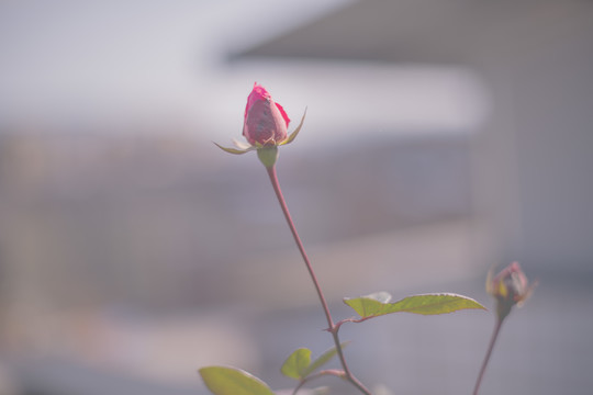 花朵