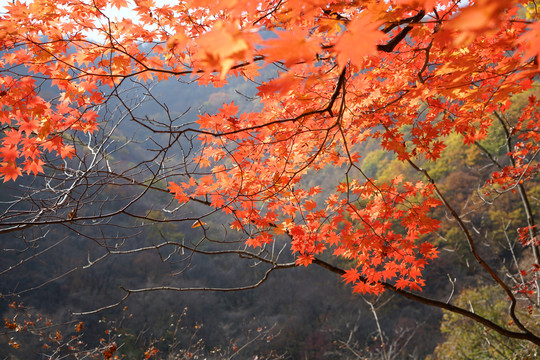 秋天山里枝头的红色枫叶