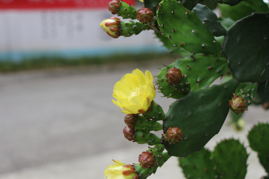 仙人掌花