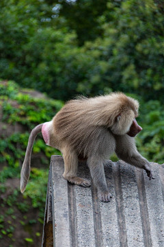 上海动物园狒狒