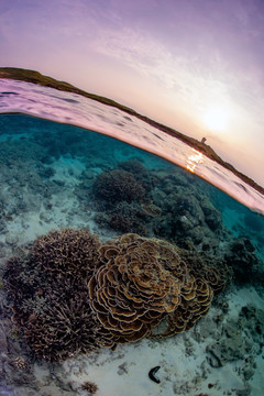 海洋底栖生物