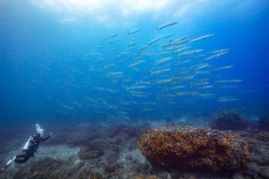 海洋底栖生物