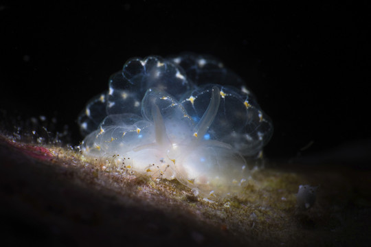 海洋底栖生物