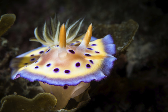 海洋底栖生物