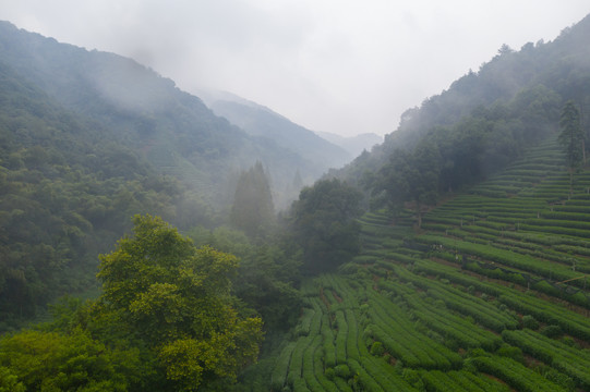 无人机航拍杭州龙井村22