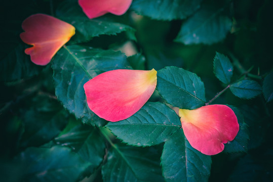 落下的花瓣