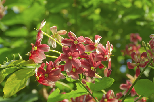 使君子花枝