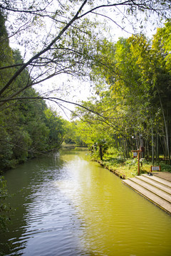 绿树河道