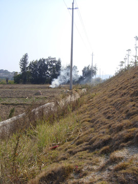 田野