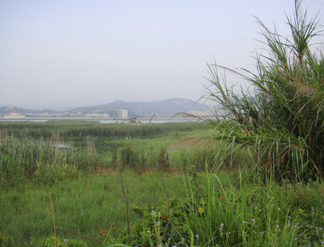 草地