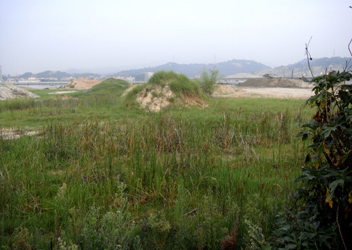草地