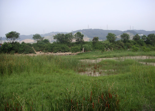 草地