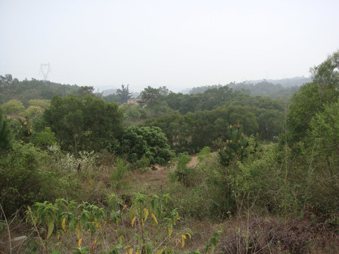 家乡野外