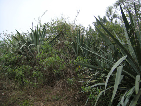 家乡野外